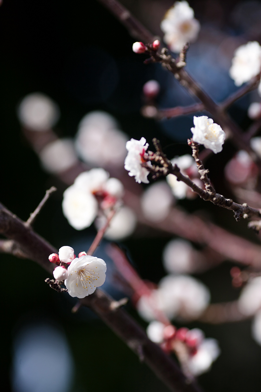plum tree flowers