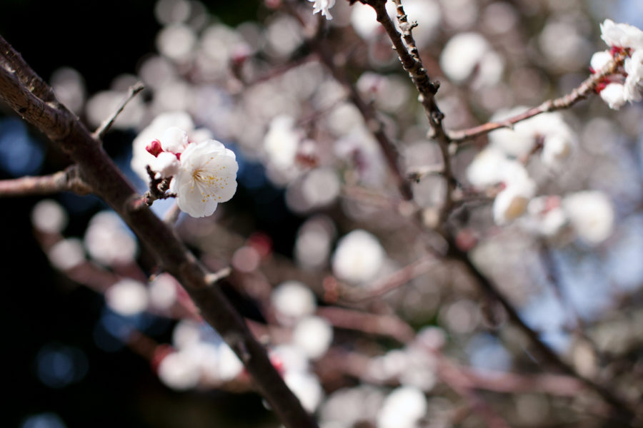 plum tree blossoms